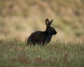 1201-1912 Namadgi black rabbit (1060271)